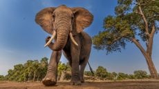 African elephants excel at remembering facts that are key to their survival.