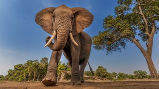African elephants excel at remembering facts that are key to their survival.