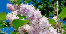 Lilac tree flowers up close to supoport a guide on when to prune lilac