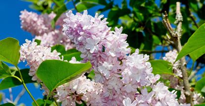Lilac tree flowers