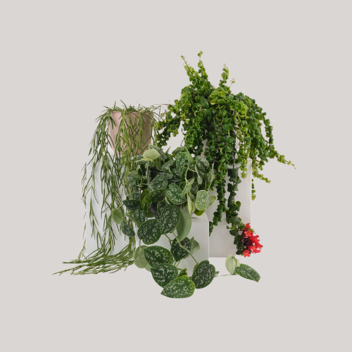 Hanging Plant Bundle - Set of 3