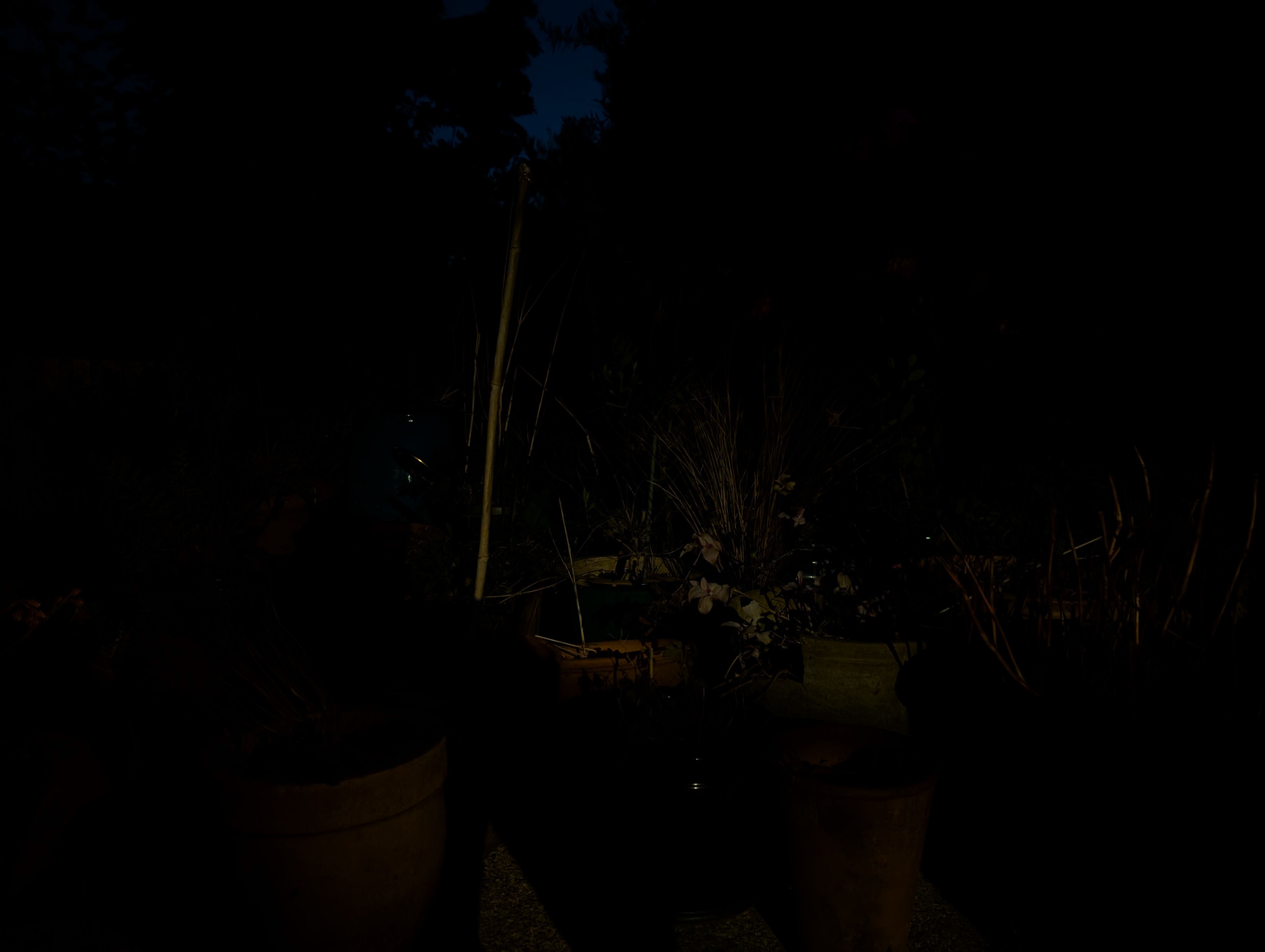 Google Pixel 9 Pro camera sample garden