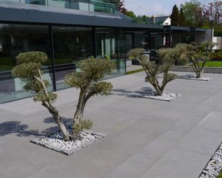 modern terrace with cloud pruned olive trees in pebble beds