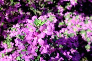 A close-up of Texas sage