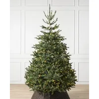 Balsam Hill Nordmann Fir Tree