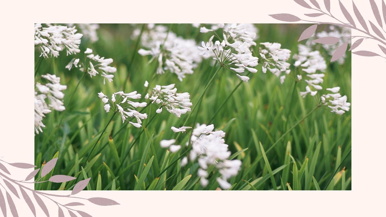 picture of white agapanthus in a garden with border around it to support expert opinion on should you deadhead Agapanthus