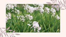 picture of white agapanthus in a garden with border around it