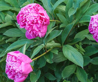 Deadheading peonies: expert tips to complete this task | Homes & Gardens