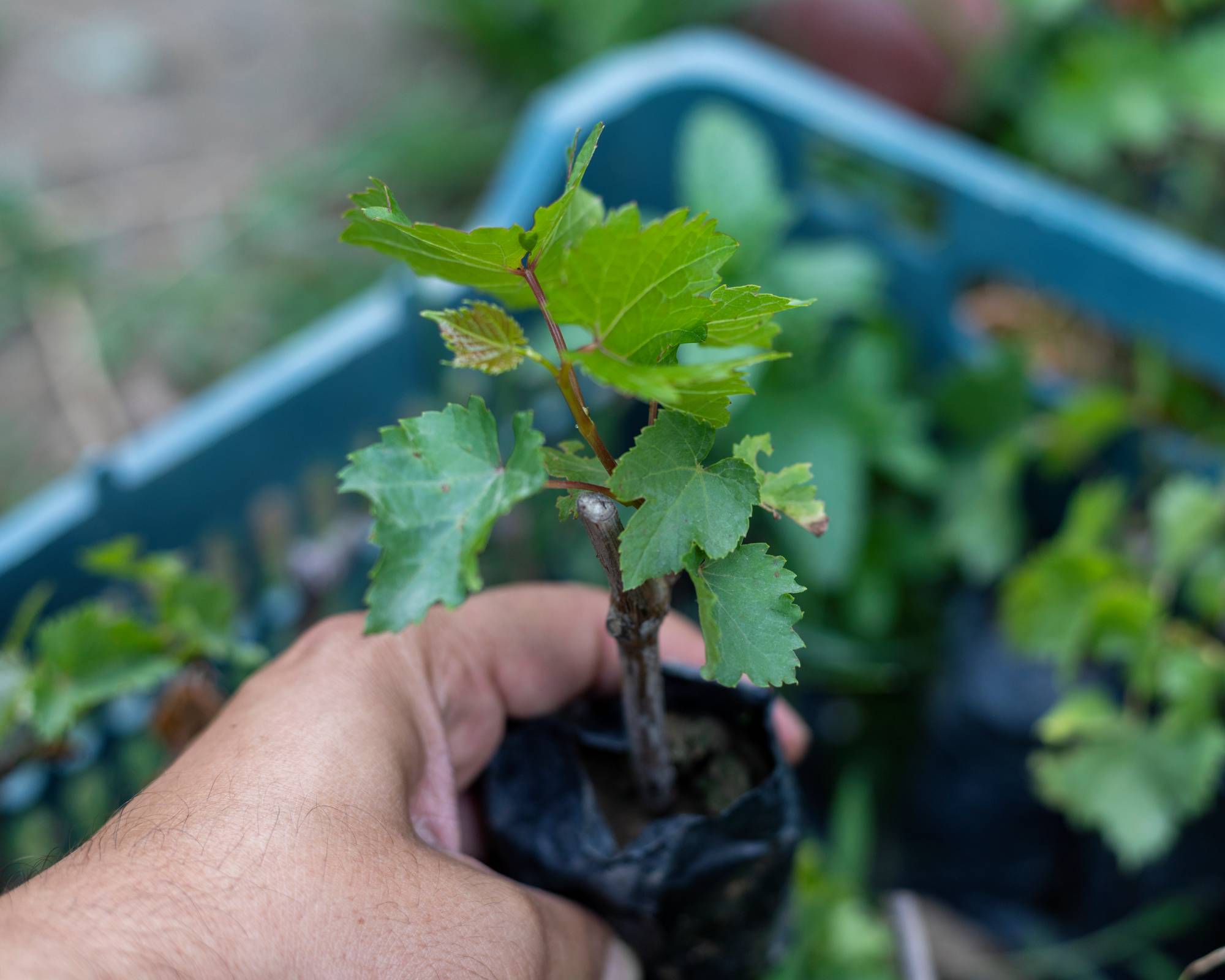 Man holding propagated grapevine seedling