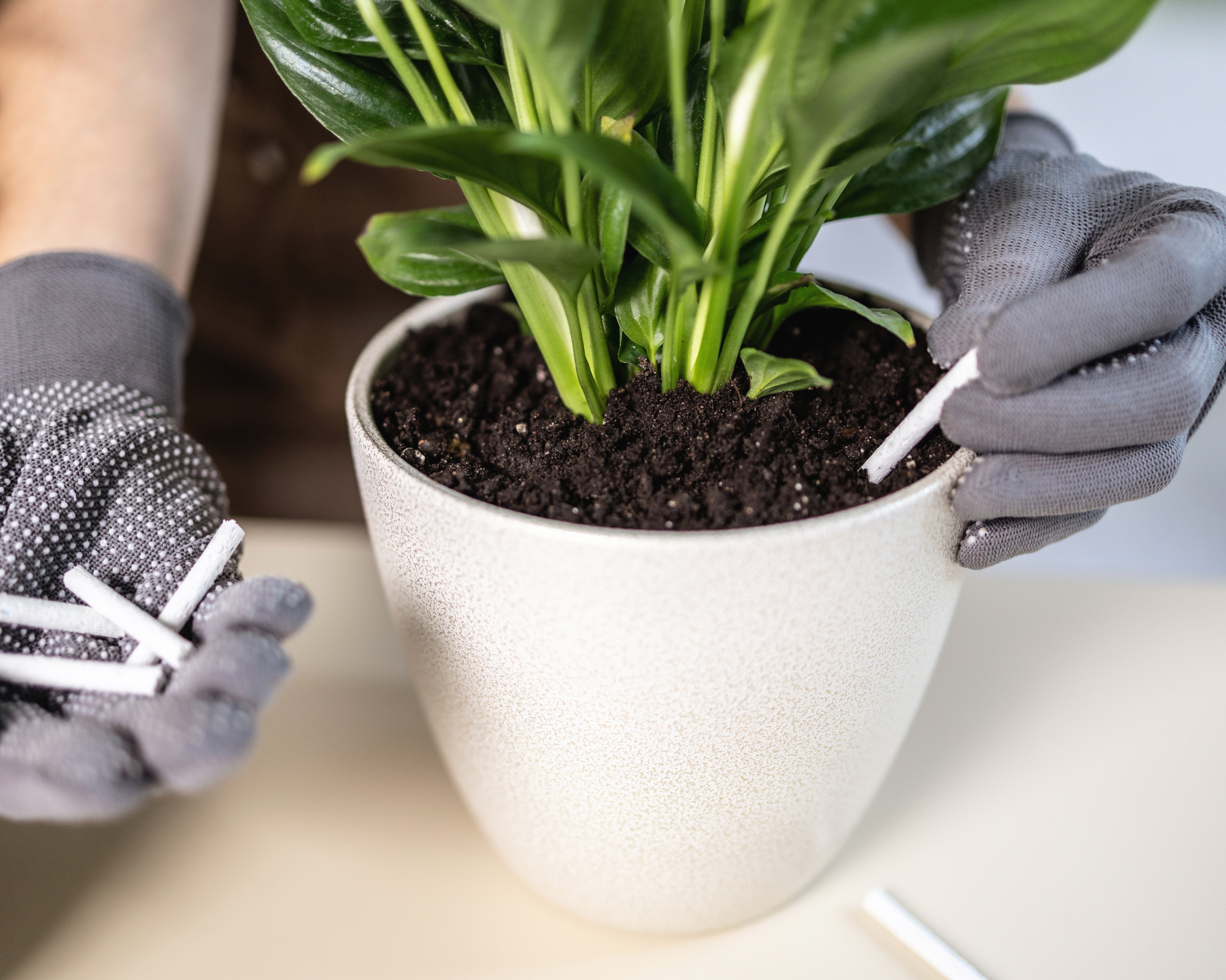 hands inserting fertilizer sticks into potted peace lily plant