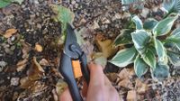 best pruners | Using the P121 Pruning Shears to cut delicate plant stems.
