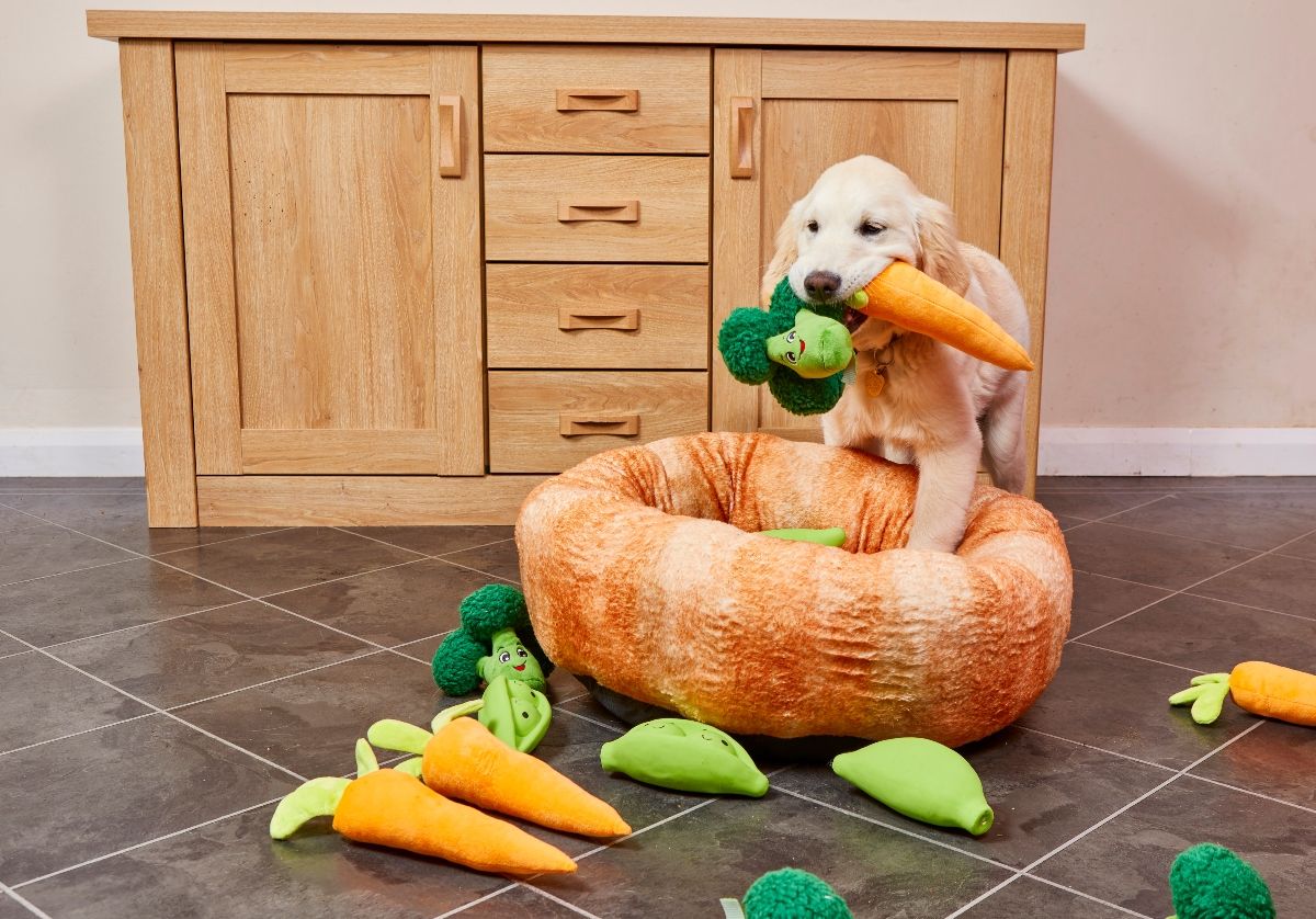 Aunt Bessie&#039;s launches £50 Yorkshire pudding dog bed for Guide Dogs charity