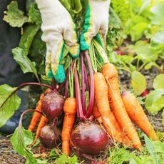 Harvesting beets and carrots