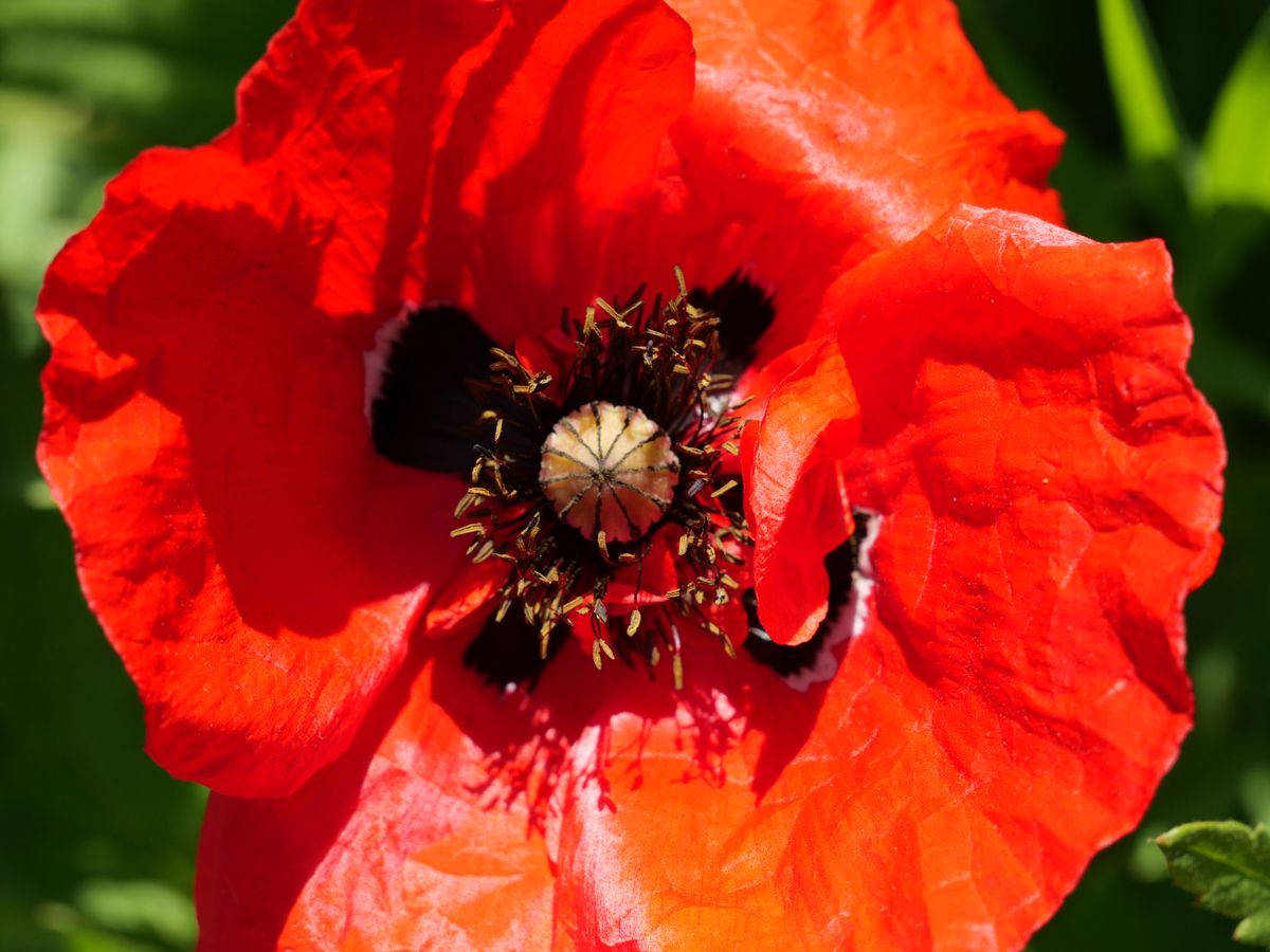 Poppies are a challenge for many cameras, but the G90/G95 has held on to the details and textures in these bright red petals very well.