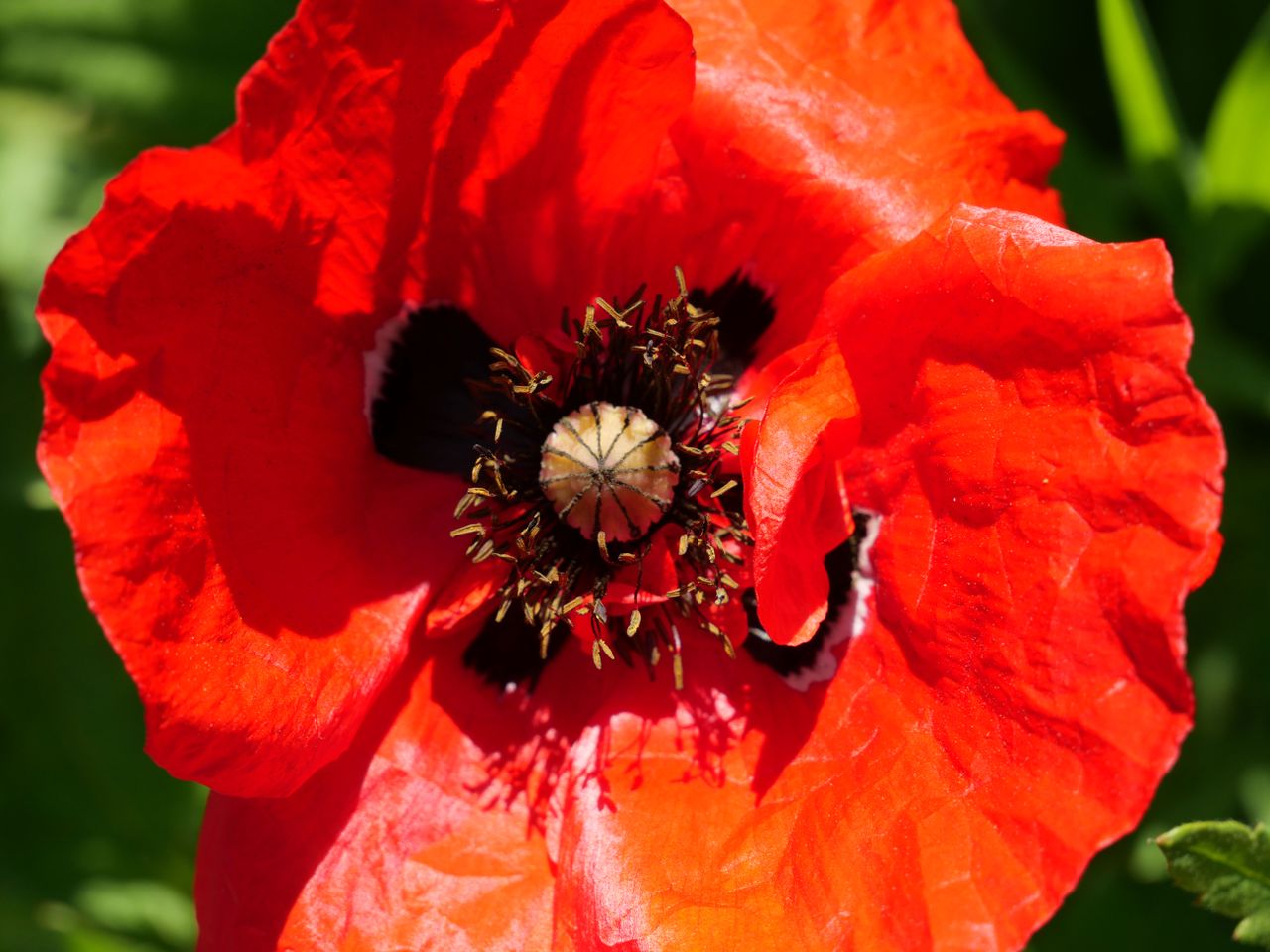 Poppies are a challenge for many cameras, but the G90/G95 has held on to the details and textures in these bright red petals very well.