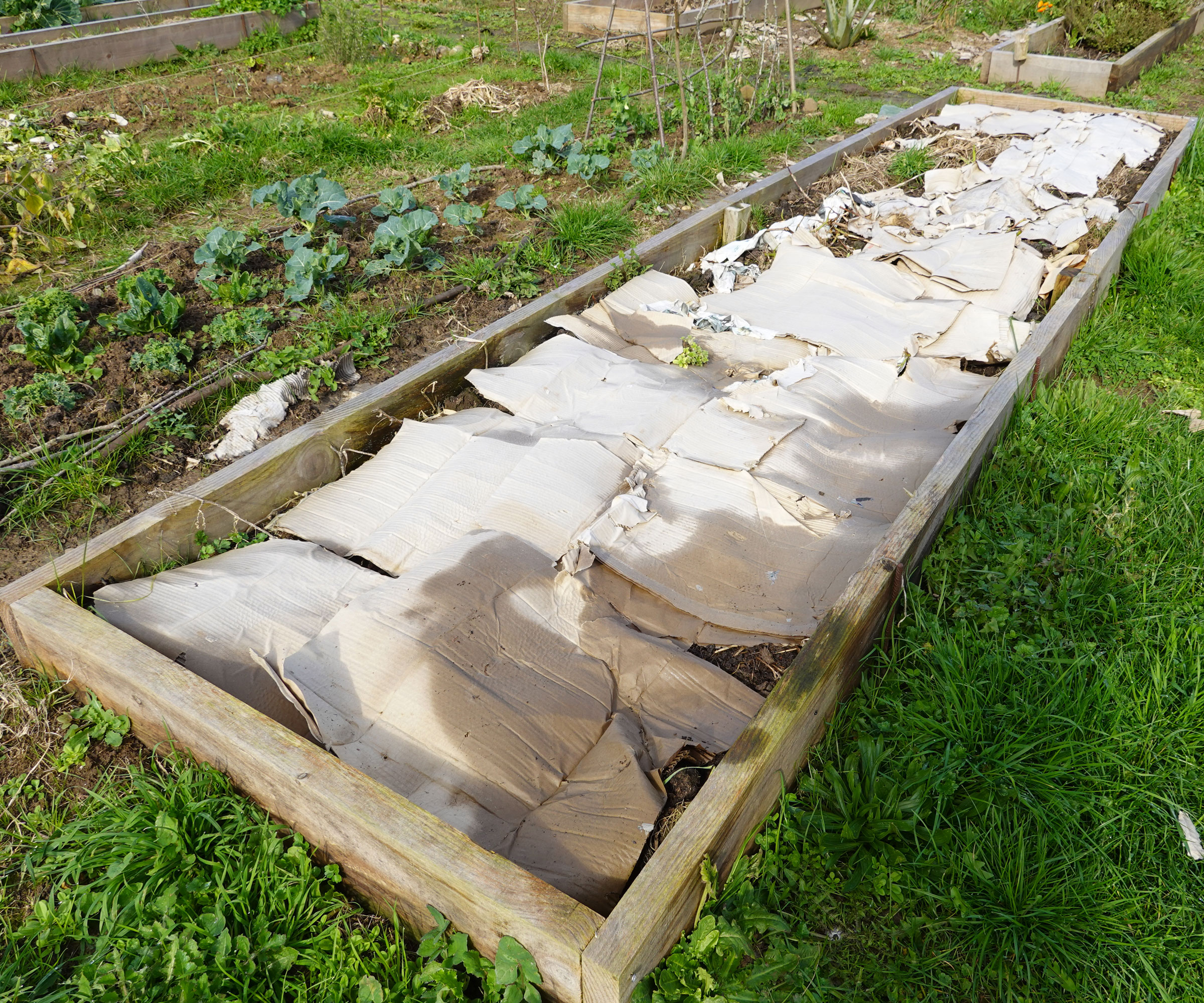 no-dig raised garden bed covered with cardboard as a base for growing vegetables