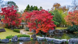 japanese garden with japanese maple trees