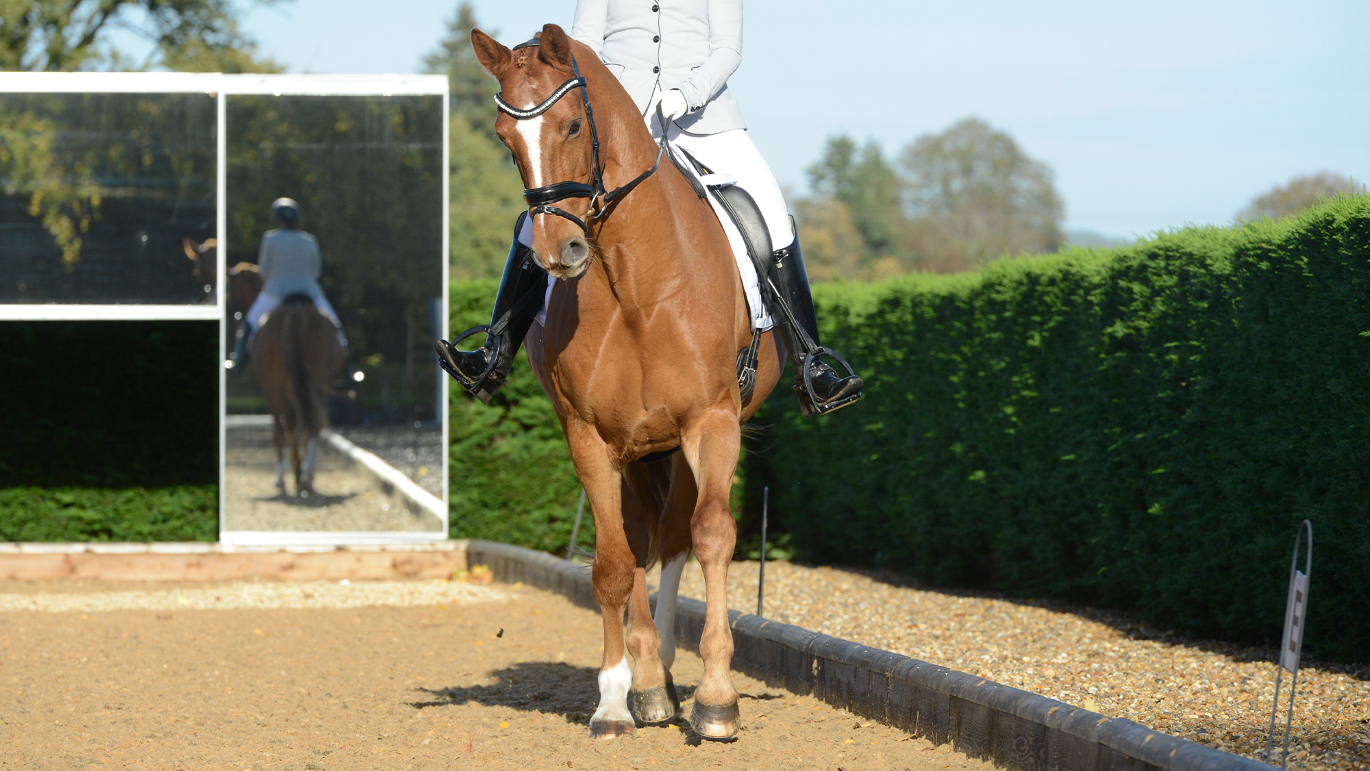 Close up of chestnut horse performing shoulder-in