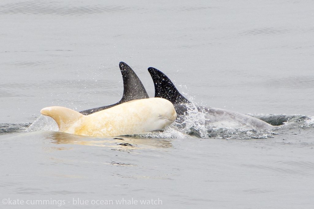 Rare Albino Dolphin Spotted Off California Coast | Live Science