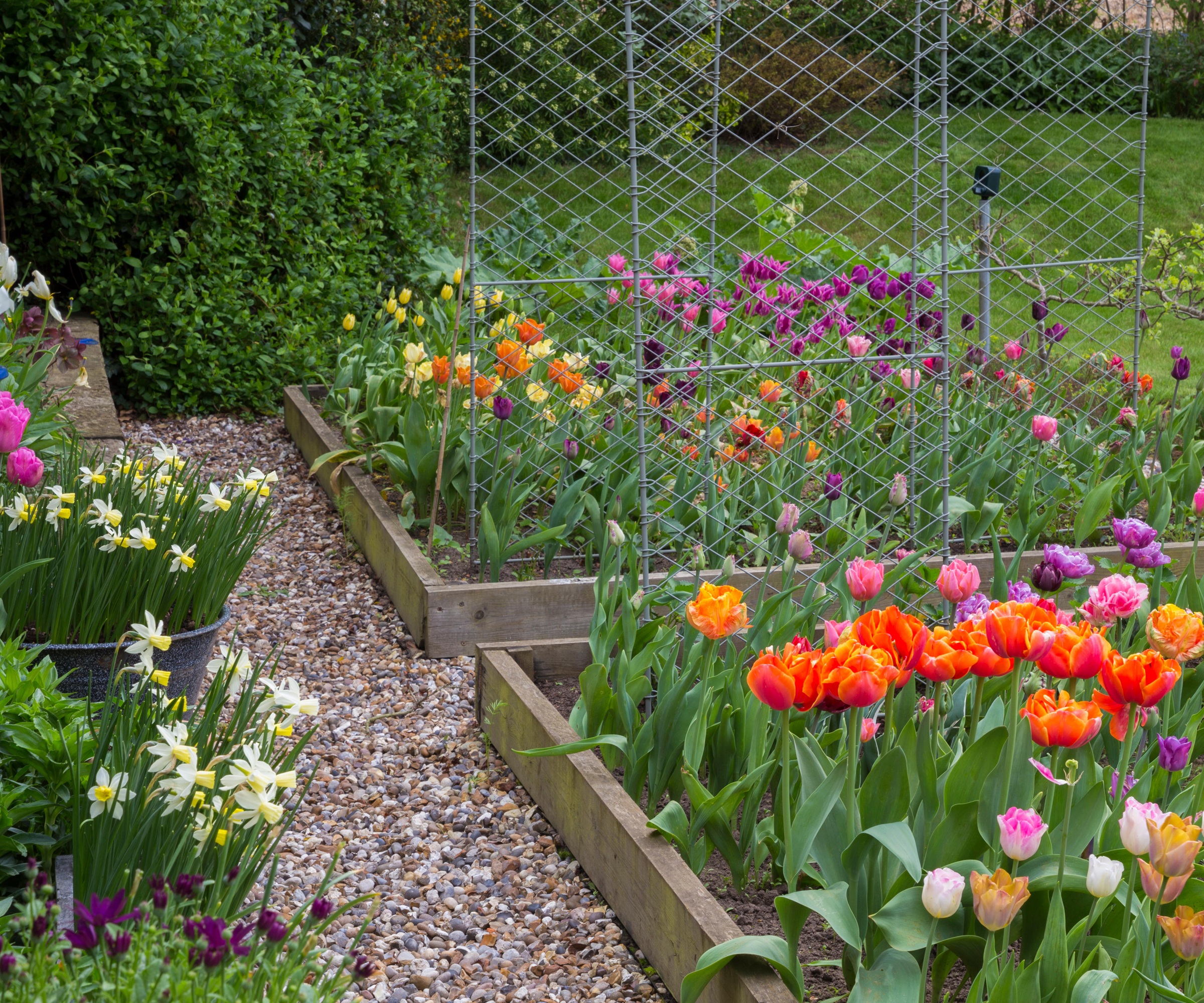 Tulip trial bed by Zinnia Design, wirework arches