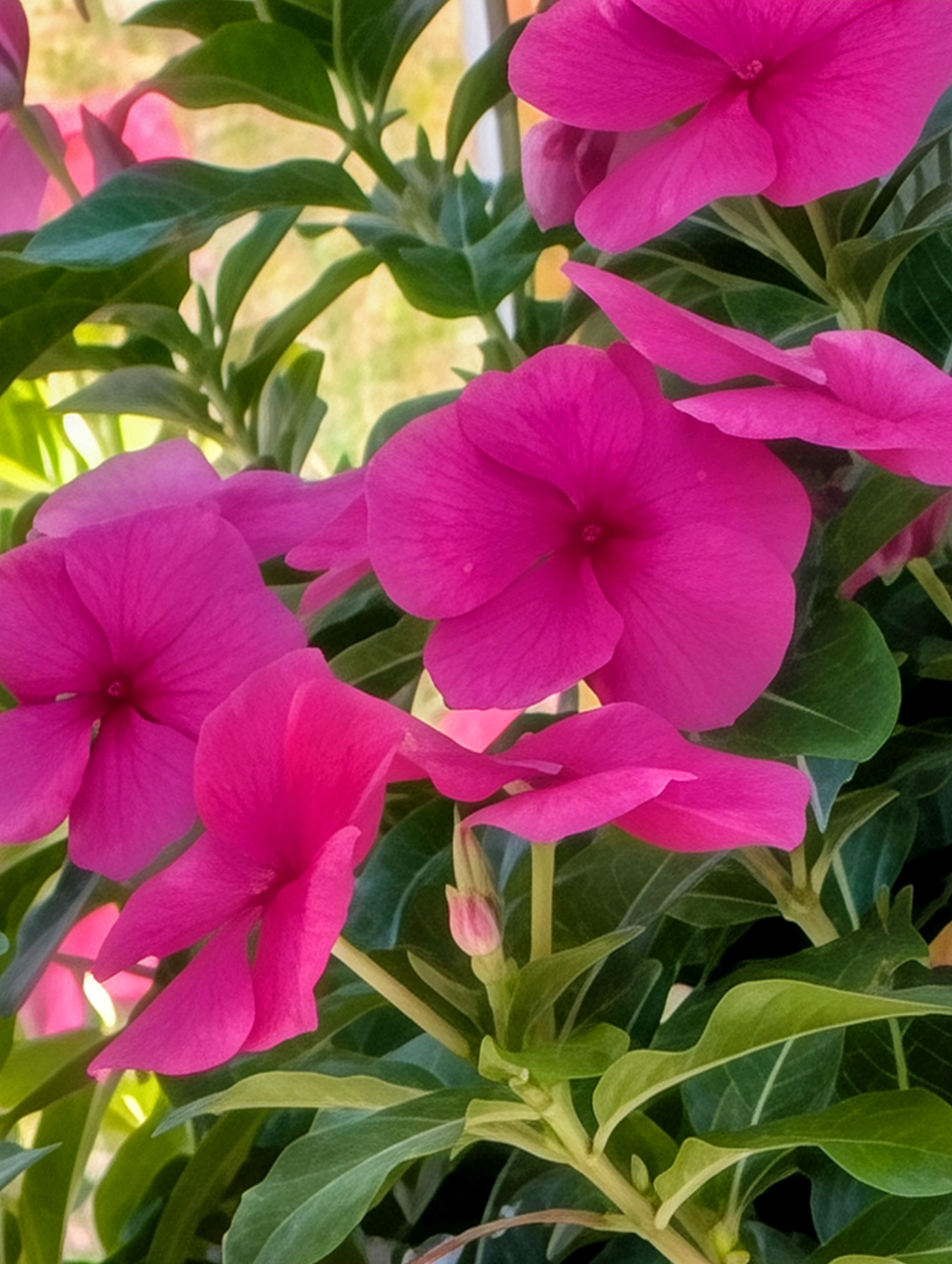 Google Pixel 10 Pro XL Pro Res Zoom sample.