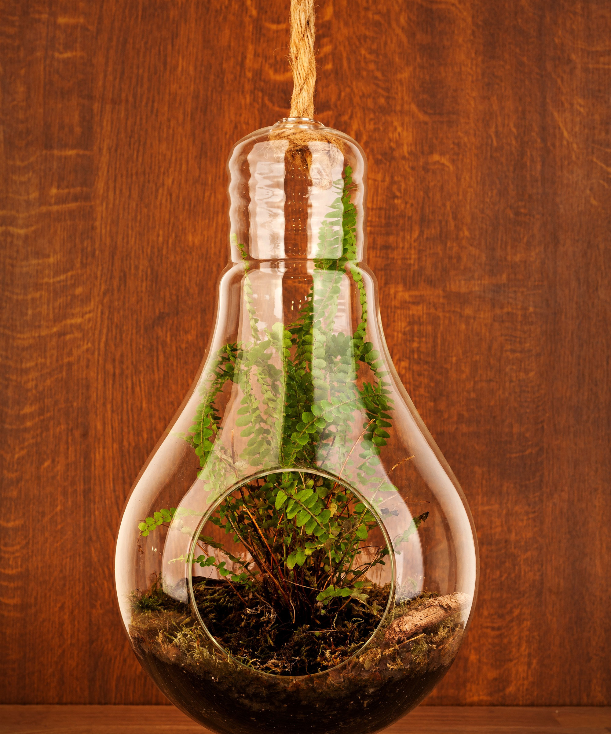 Boston fern inside modern glass hanging basket styled like large lightbulb with ventilation hole
