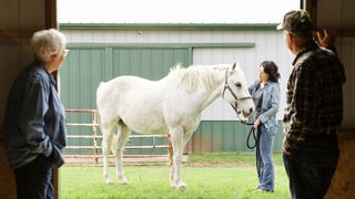 People watching horse being held