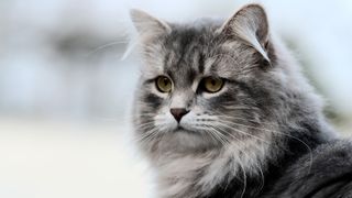 A side-on shot of a Siberian cat outdoors, one of the most playful cat breeds