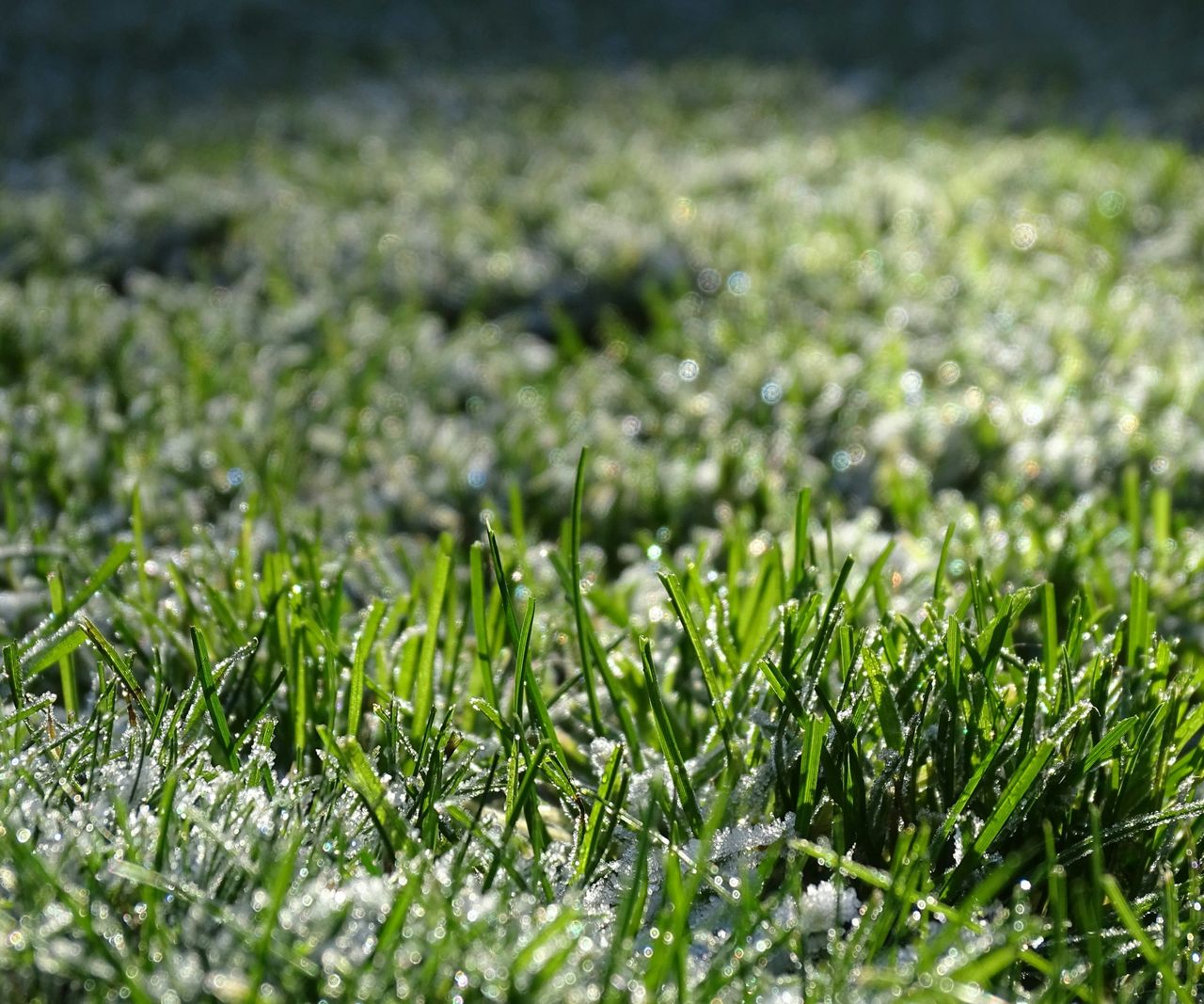 Can you plant grass seed in winter - expert sowing tips | Homes and Gardens