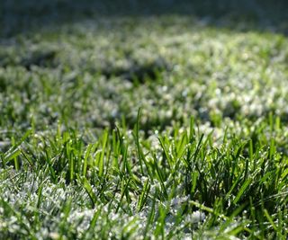 A frost lawn in winter