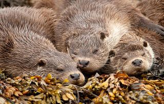 European River Otter (Lutra lutra) mother and pups sleeping, Shetland Islands, Scotland