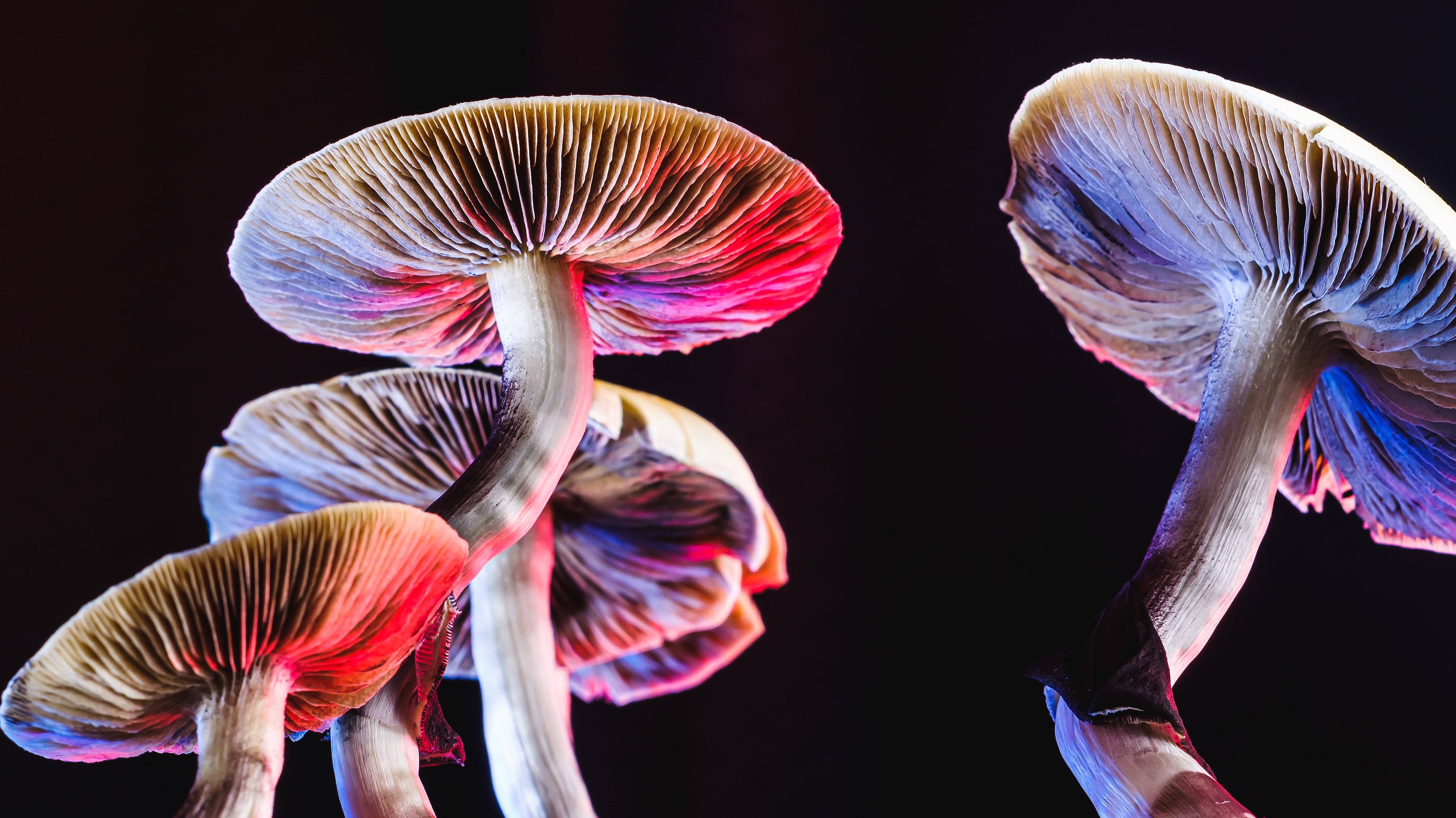 100 Fungi Pictures  Download Free Images on Unsplash