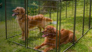 2 Labrador Retrievers in a dog crate on grass outdoors 
