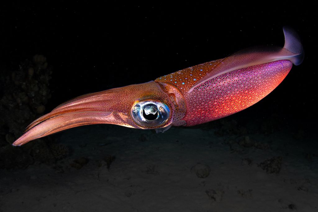 A vibrant squid swimming gracefully underwater, showcasing bright hues of orange and purple against a dark ocean backdrop