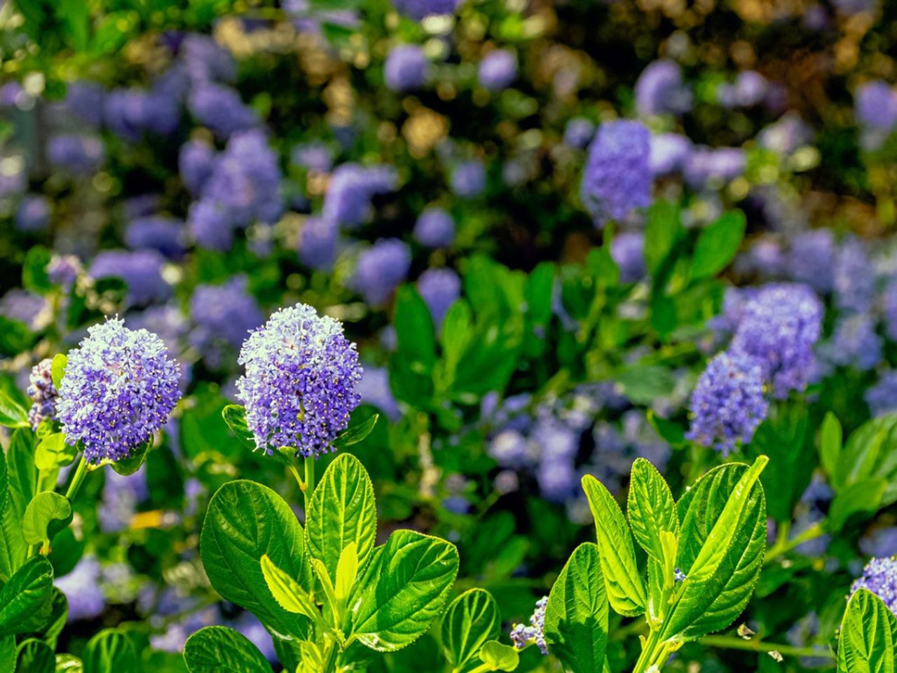 Pacific Northwest Evergreen Shrubs