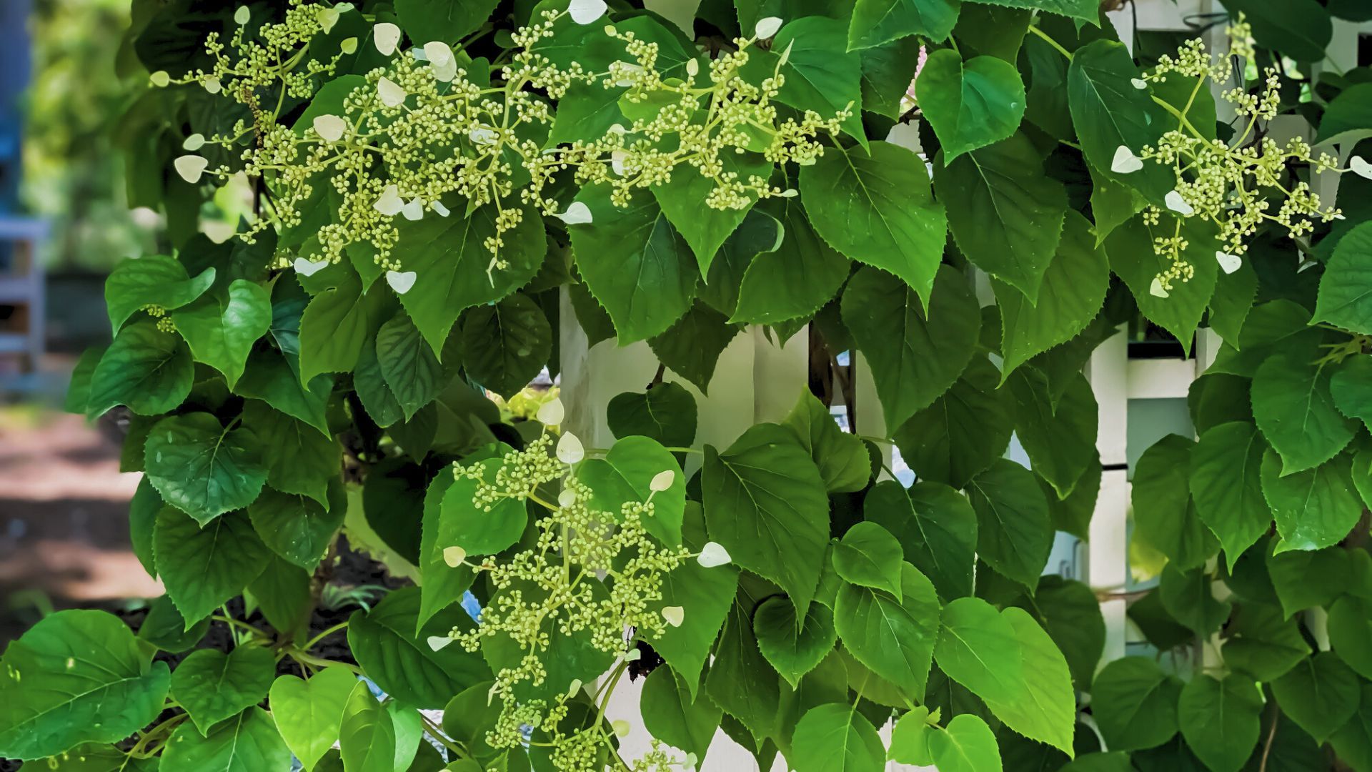 Climbing Hydrangea Is Not Flowering: Getting Climbing Hydrangeas To