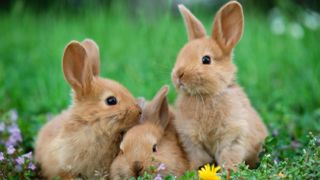 Three rabbits