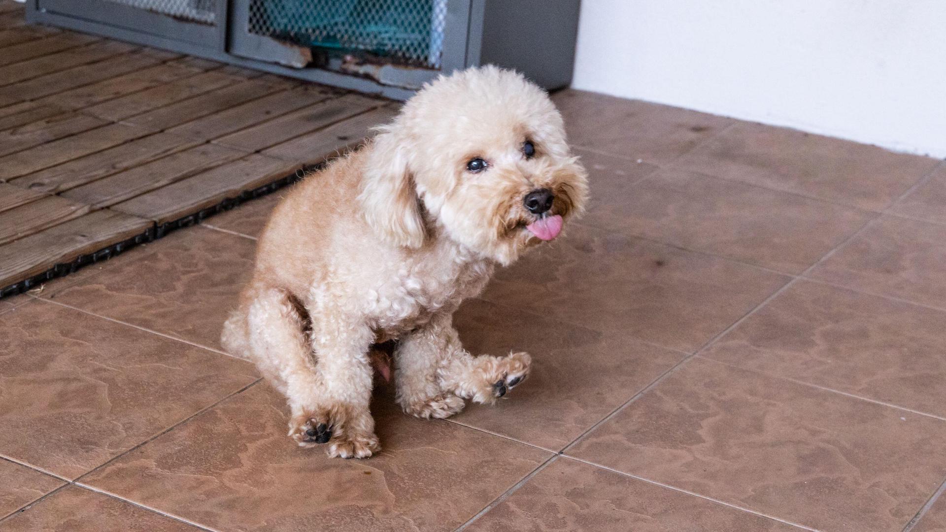 Poodle scooting to relieve anal gland discomfort