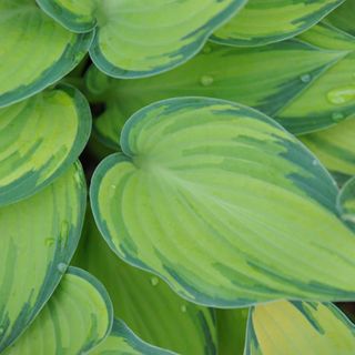 Shade-tolerant hostas from Crocus