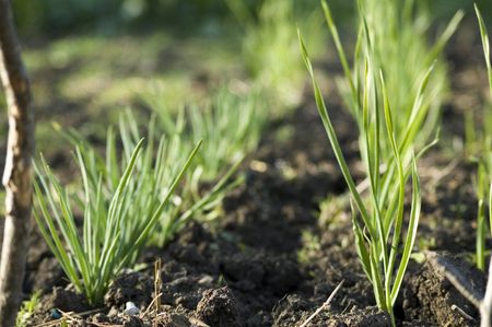 Rows Of Shallots In The Garden