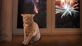 Cat with ears back sat inside by window with fireworks going off outside