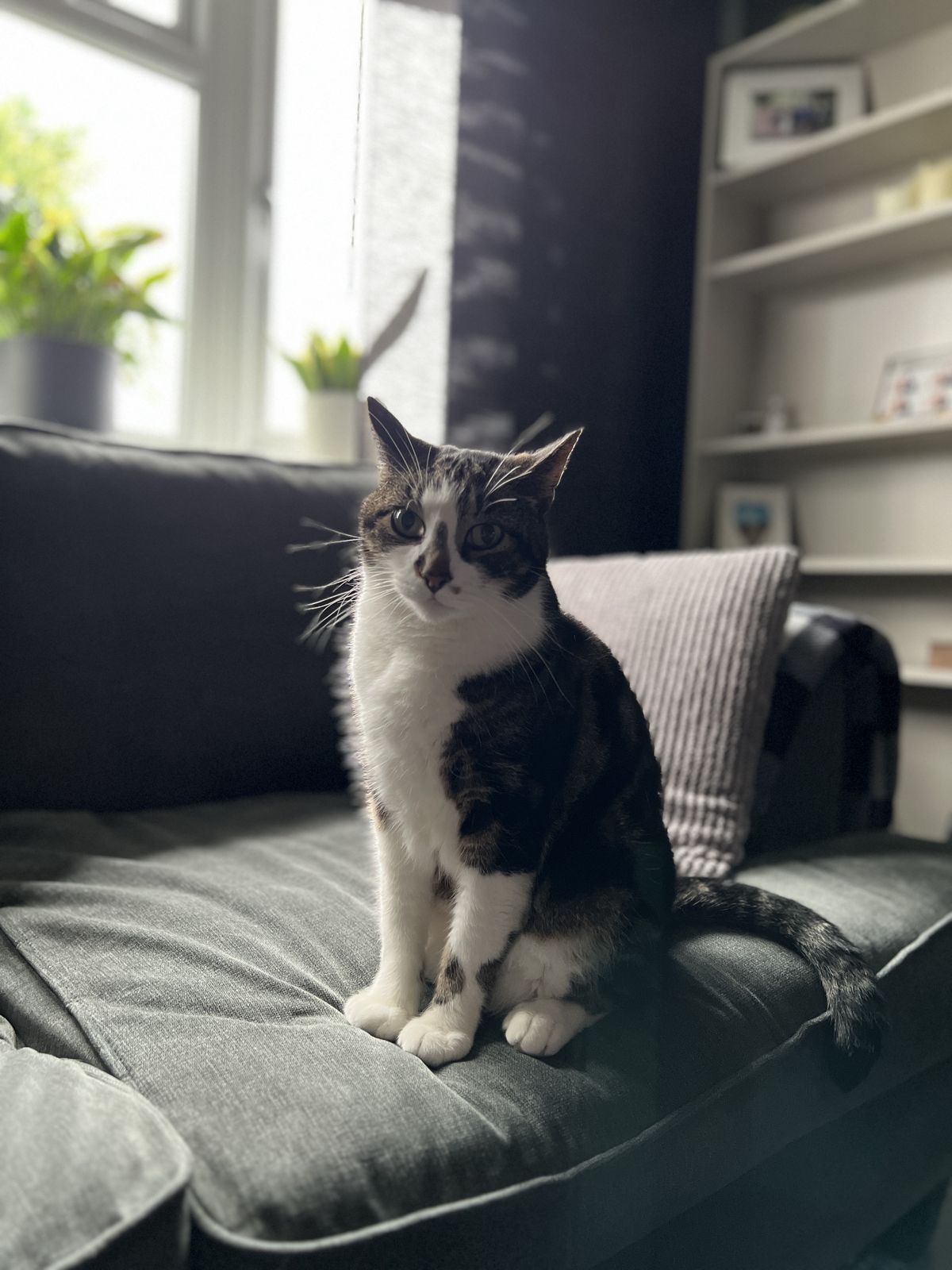Example image of a cat taken with portrait mode