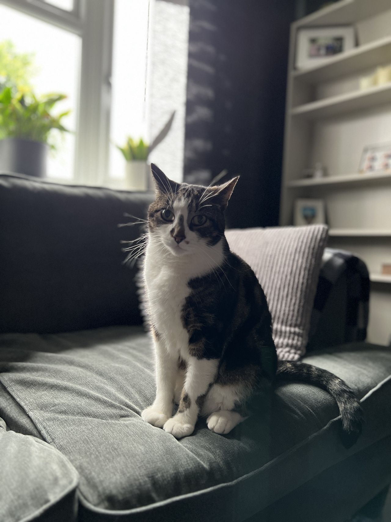 Example image of a cat taken with portrait mode