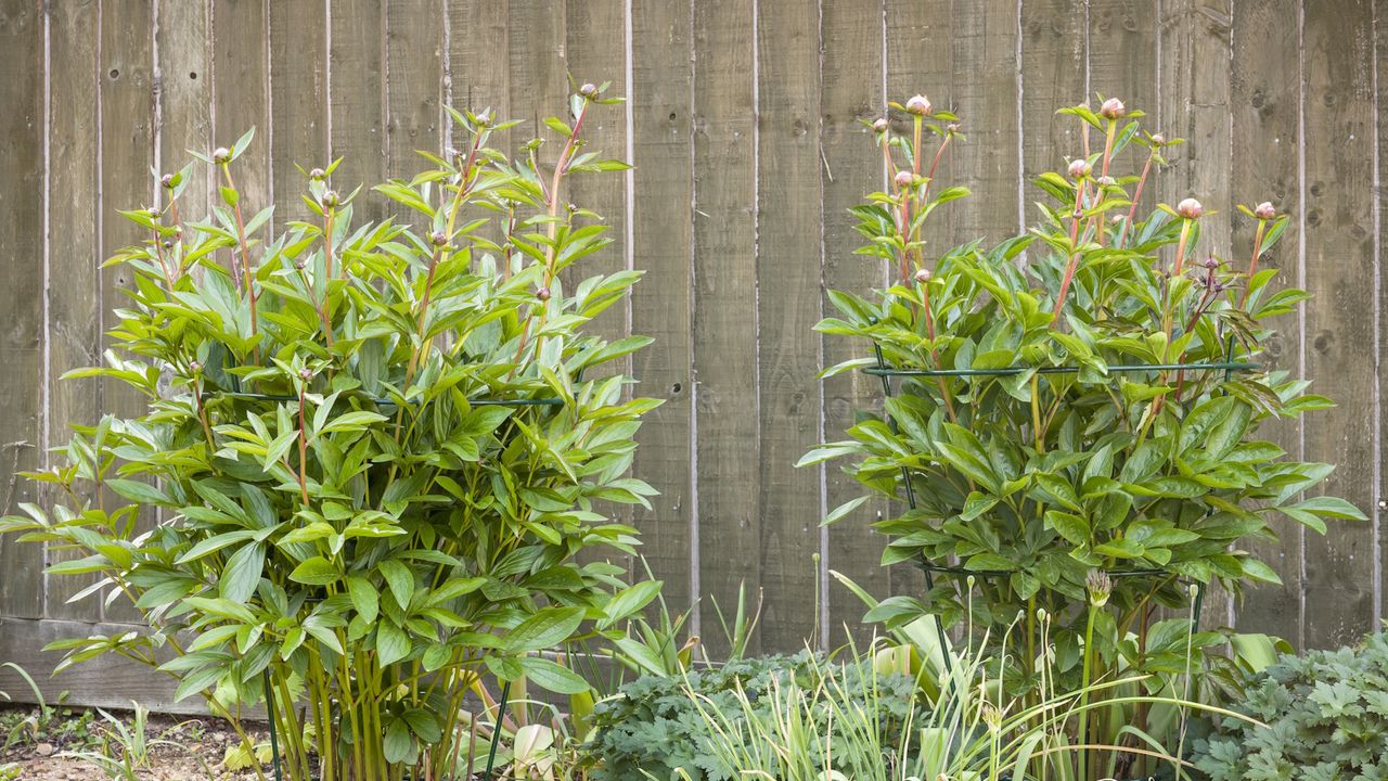 Peony plant support frame or cage