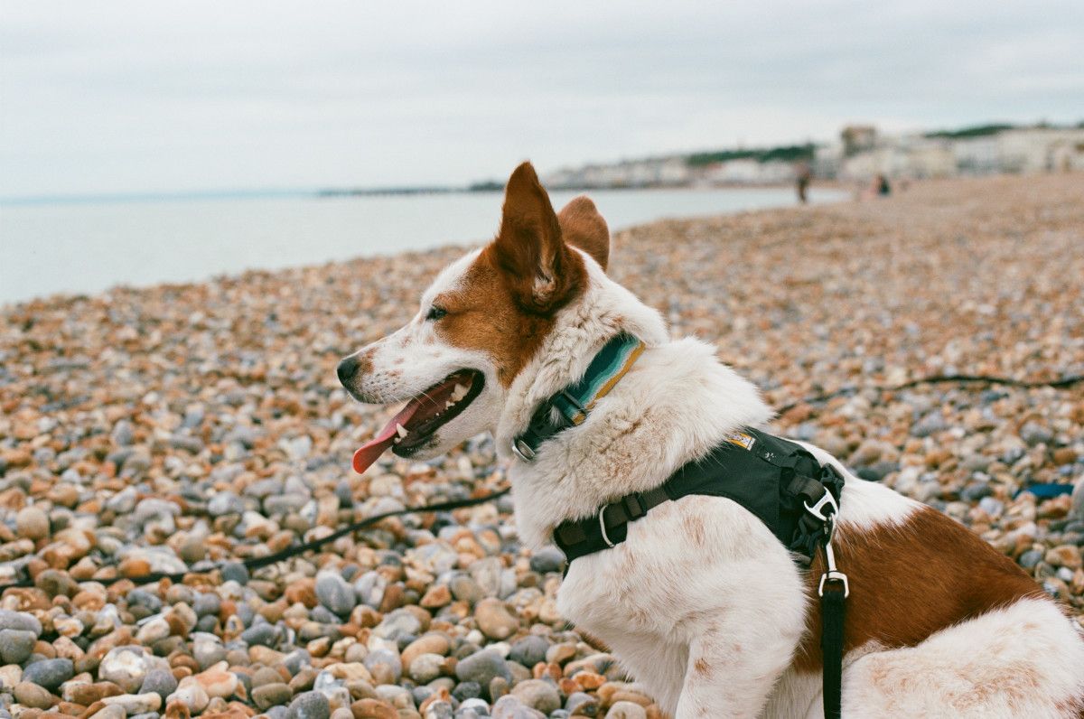 Sample image of Kodak Ektar 100, showing vivid colors and ultra-fine grain