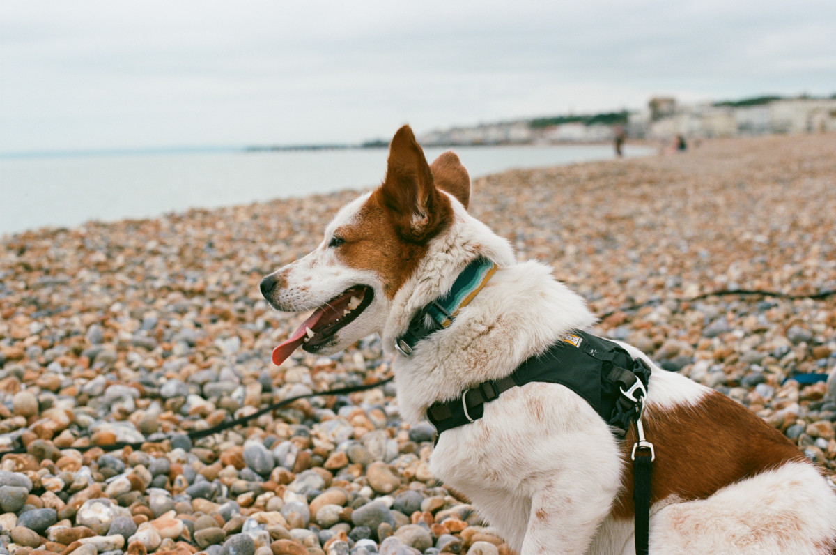 Sample image of Kodak Ektar 100, showing vivid colors and ultra-fine grain
