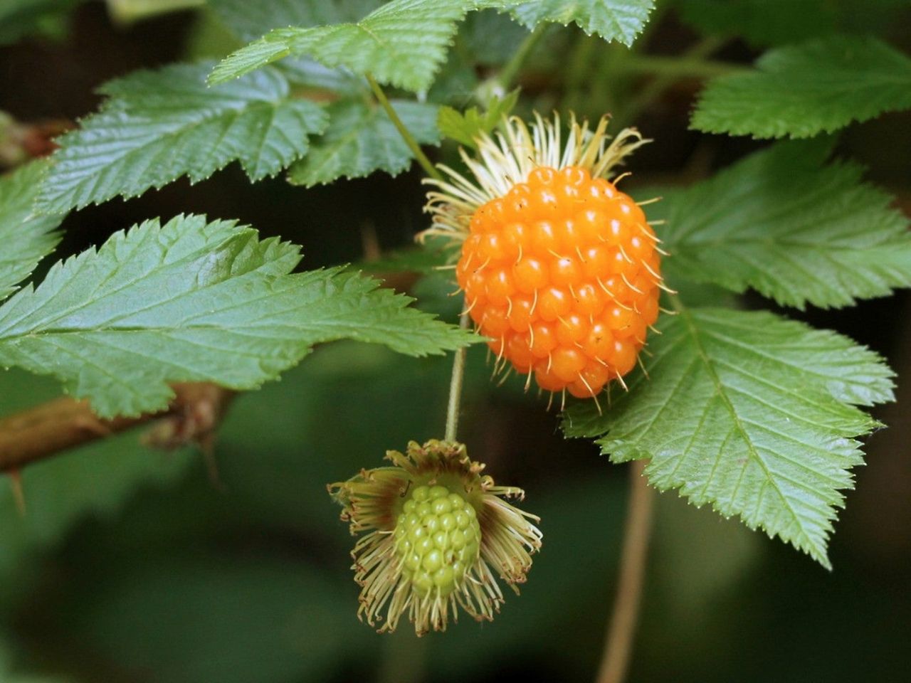 Berries On A Salmonberry Bush