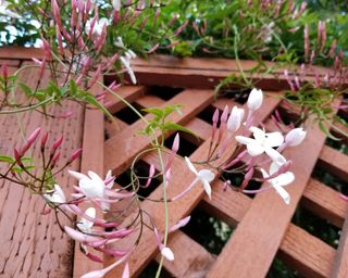 jasmine growing on a fence