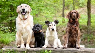 Four dogs sitting on a log in the forest