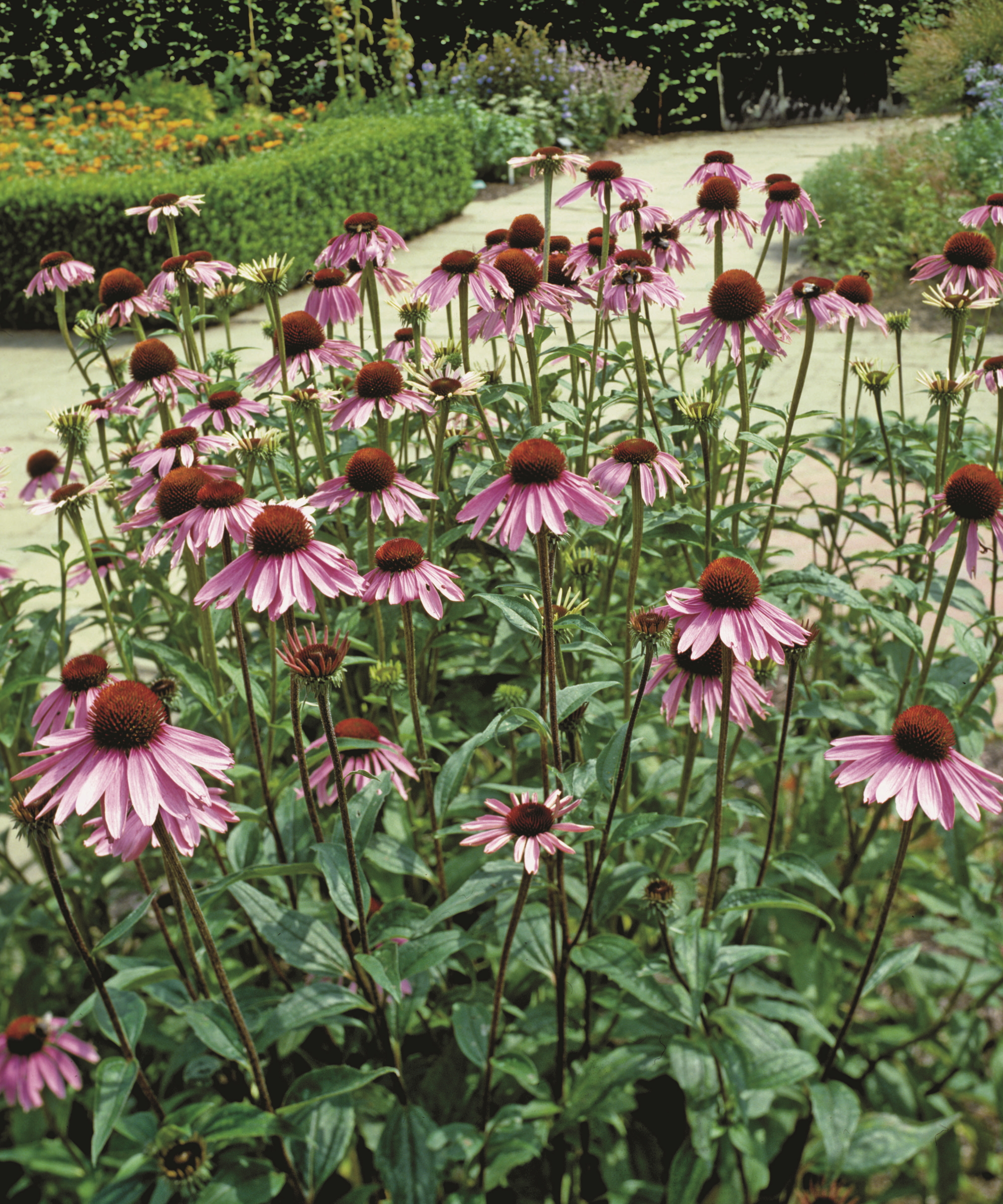 A clump of purple coneflower plants flowering in a garden